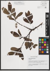 Foto von Salix appendiculata Vill.